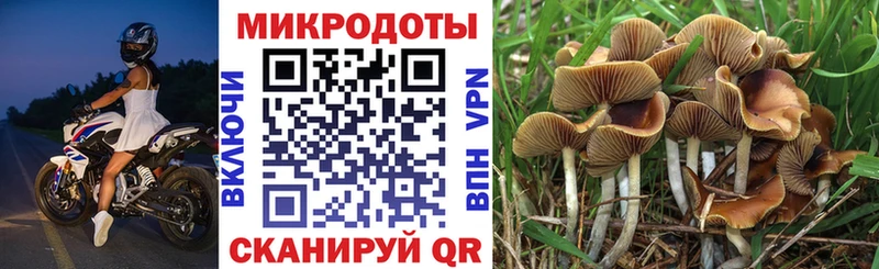дарнет шоп Гаджиево Псилоцибиновые грибы Psilocybe
